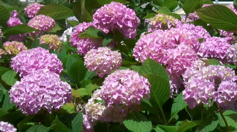 Hydrangea blossoms Stock Footage 571634