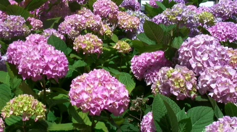 Hydrangea blossoms Stock Footage 646301