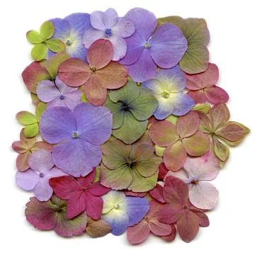 Hydrangea blossoms Foto stock