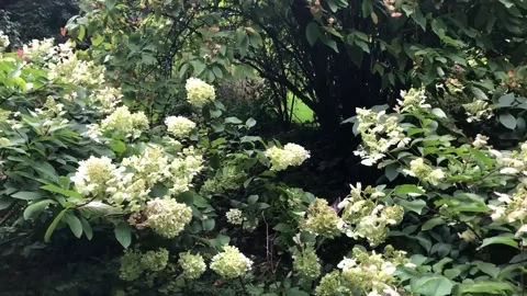 Hydrangea blossoms on a windy park Stock Footage 156600671