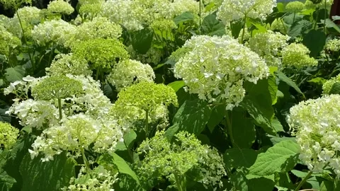 Hydrangea blowing in the wind. Stock Footage 312742333