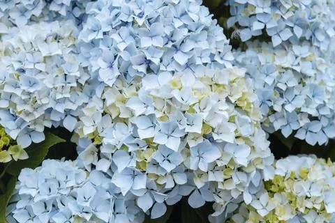 Hydrangea blue flowers blooming in spring Stock Photos