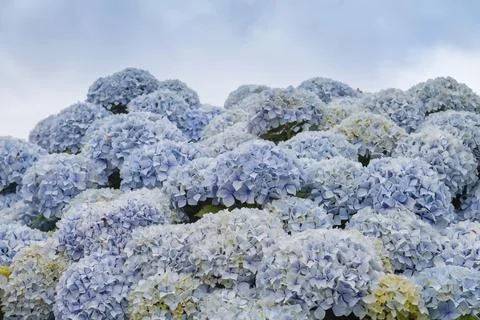 Hydrangea blue flowers blooming in spring Stock Photos