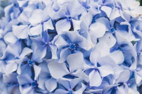 Hydrangea blue flowers close up Foto stock