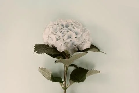 Hydrangea blue flowers Stock Photos