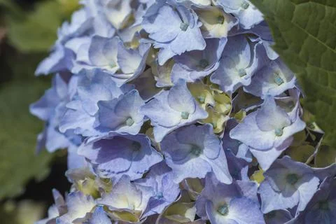 Hydrangea blue flowers Foto stock
