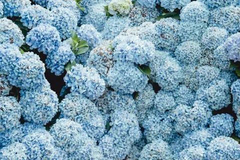 Hydrangea blue flowers wall 写真素材
