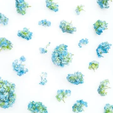 Hydrangea blue flowers on white background. Flat lay, top view. Floral backgr Foto stock