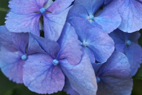 Hydrangea Blue Stock Photos