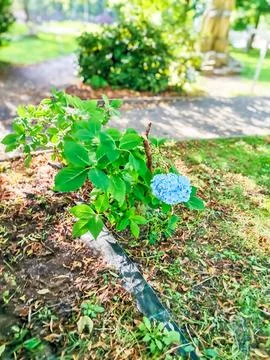 Hydrangea, blue raceme. Hydrangea macrophylla or bigleaf Hortensia shrub Stock Photos