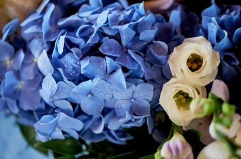 Hydrangea is blue.Macro. Floristic. Stock Photos