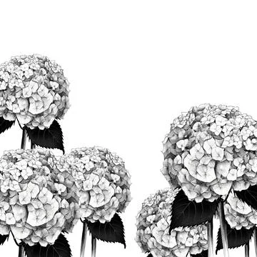 Hydrangea border in black and white colors. Hand drawn artistic background Stock Illustration