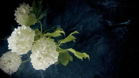 Hydrangea bouquet drifting against dark smoke backdrop Stock Footage 332414057