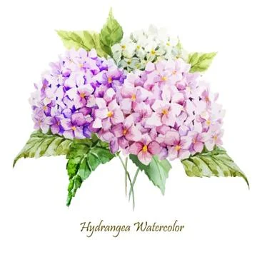 Hydrangea bouquet Stock Illustration
