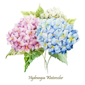 Hydrangea bouquet Stock Illustration