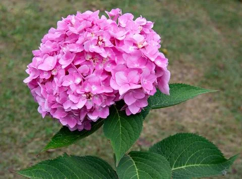 Hydrangea branch with a large inflorescence close-up. Red hydrangea Stock Photos