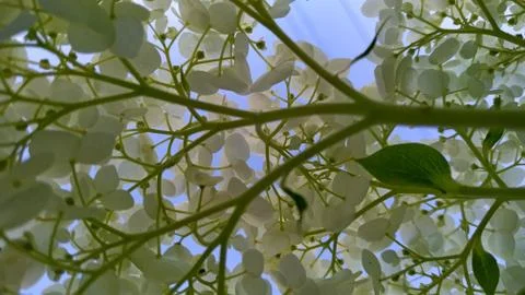 Hydrangea branch white bottom view Stock Photos