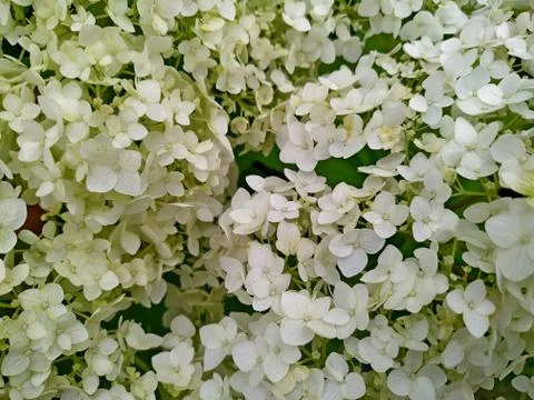Hydrangea branch white top view Stock Photos