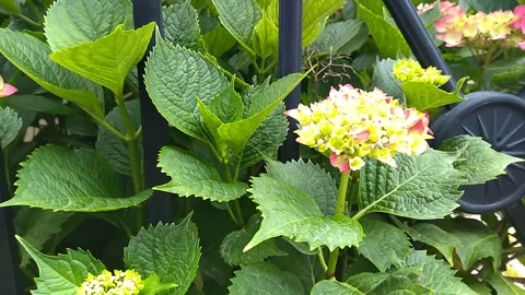 Hydrangea branches and flowers poke through the balcony arbour Stock-Footage 332167426