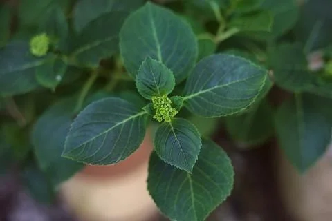Hydrangea bud on its branch in early stae of growth Stock Photos