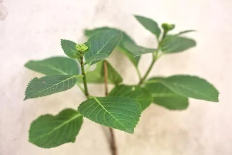 Hydrangea bud on its branch in early stae of growth Stock Photos