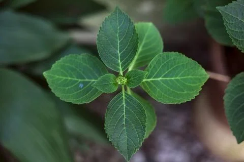 Hydrangea bud on its branch in early stae of growth Stock Photos