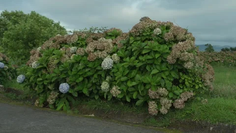 Hydrangea Bush in Bloom Beside Country Road in Azores Stock Footage 346773588