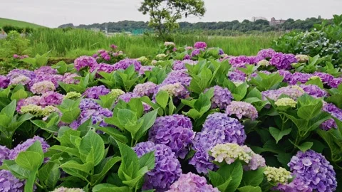 Hydrangea Bush Blooming Against Wide Riverside Landscape Video stock 342002481