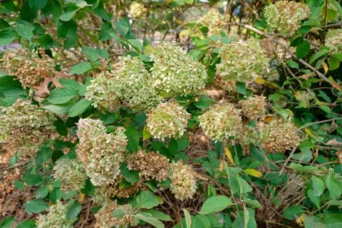 Hydrangea bush changing colors Stock Photos
