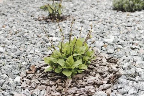A hydrangea bush in a flowerbed has sprouted leaves in spring Stock Photos
