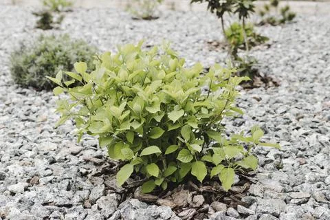 A hydrangea bush in a flowerbed has sprouted leaves in spring Stock Photos