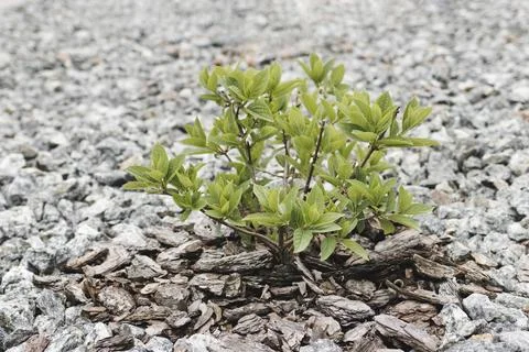 A hydrangea bush in a flowerbed has sprouted leaves in spring Stock Photos