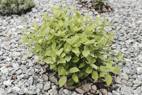 A hydrangea bush in a flowerbed has sprouted leaves in spring Stock Photos