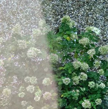 Hydrangea bush with pale flower clusters Foto stock