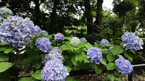 Hydrangea Bush by the Path in the Park Stock Footage 319221125