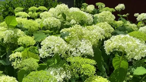 Hydrangea bush swaying in the wind in slow motion Stock Footage 312742392
