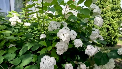 A hydrangea bush under the window of the house. Vídeos de archivo 282013959