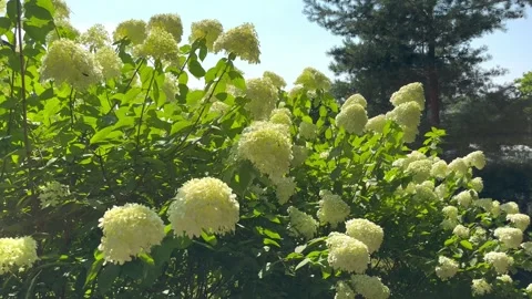 Hydrangea bush with white flowers Stock Footage 248034393