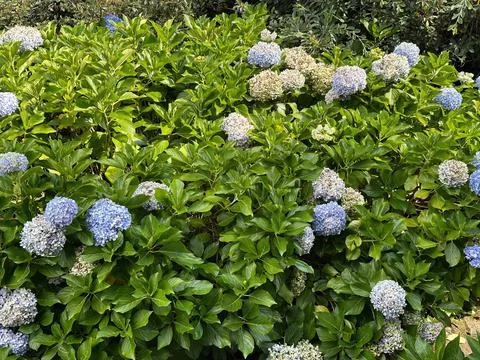 Hydrangea bushes in bloom Stock Photos