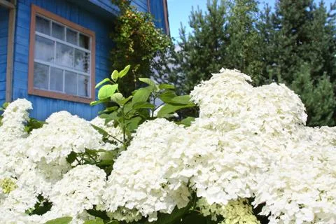 Hydrangea bushes in front of the windows of suburban homes Stock Photos