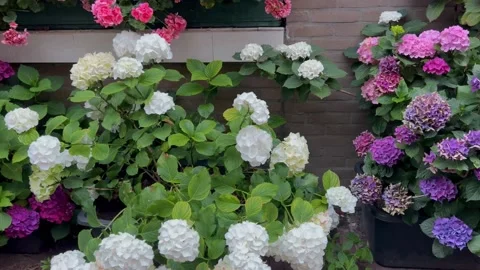 Hydrangea Bushes At Home Stock Footage 202895928