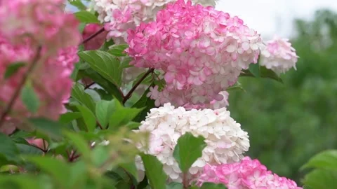 Hydrangea bushes of pink and white flowers. In spring and summer, flowers bloom Stock Footage 201380607