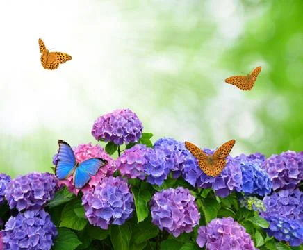 Hydrangea with butterflies Stock Photos