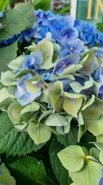 Hydrangea changeable large-leaved Garden French wild-growing bush. Variety of Stock Photos