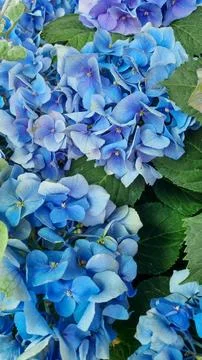 Hydrangea changeable large-leaved Garden French wild-growing bush. Variety of Stock Photos