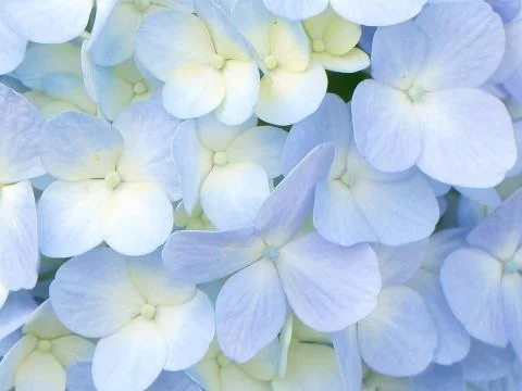 Hydrangea close up Stock Photos