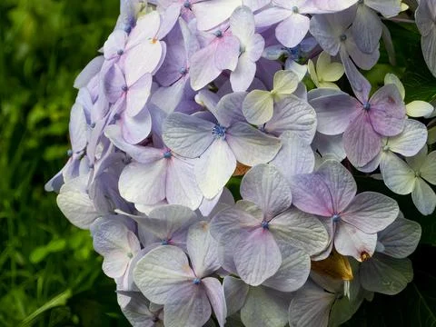 Hydrangea up close Stock Photos