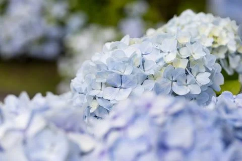 Hydrangea, close-up view light blue flowers. Selective focus. Azores Stock Photos
