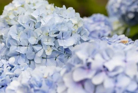 Hydrangea, close-up view light blue flowers. Selective focus. Stock Photos