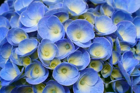 Hydrangea closeup 写真素材
